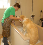 Grooming Large Dog in Tub under spa facilities